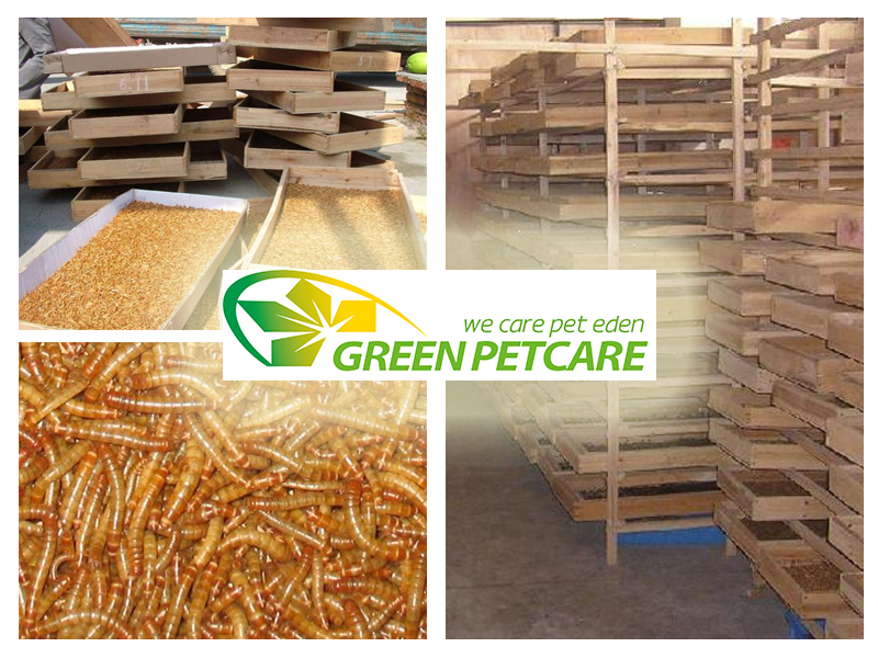 Manufacture wholesale Freeze dried Mealworm manufacture